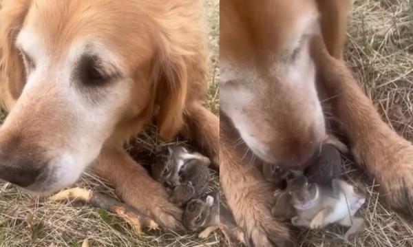 بالفيديو ..كلب يرعى أرانب صغيرة فقدت والدتها