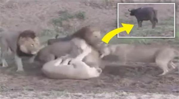 بالفيديو: جاموس يفر من سباع اصطادته بعدما تنازعت فيما بينها