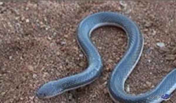 رضيع يقتل ثعبانا بأسنانه