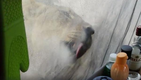 بالفيديو: أسود تفاجئ سياحاً داخل خيمتهم أثناء رحلة سفاري