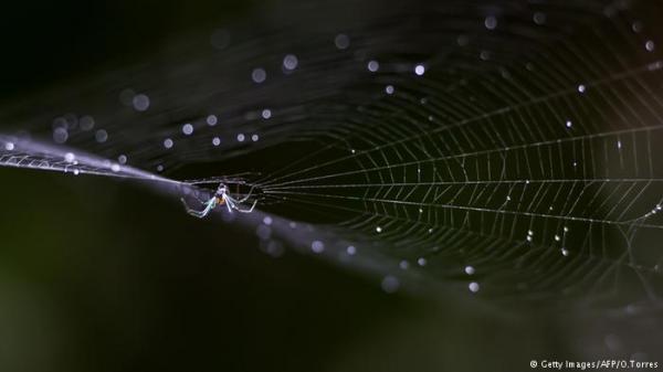 حرير العنكبوت .. واستخدامات لا تخطر في البال