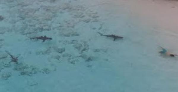 طفل صغير يسبح امام 4 اسماك قرش دون ان يدرك وجودها (فيديو)