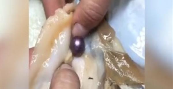 سيدة محظوظة تعثر على لؤلؤة ضخمة في محار (فيديو)