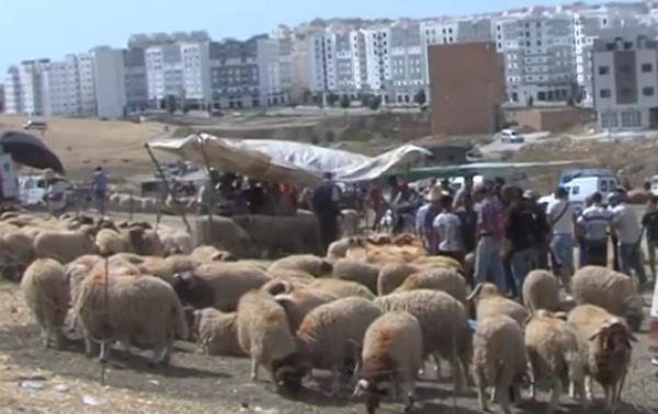 طنجة: عرض وفير من الأضاحي وإقبال متوسط
