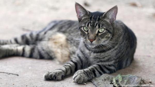 عائلة أمريكية تعثر على قطتها المفقودة بعد عامين في مكان غريب!