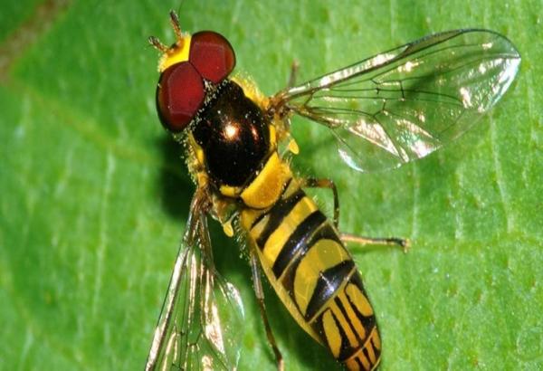بعد الرعب الذي أثاره بتطوان وطنجة..هذه حقيقة الذباب الغريب الذي ظهر فجأة