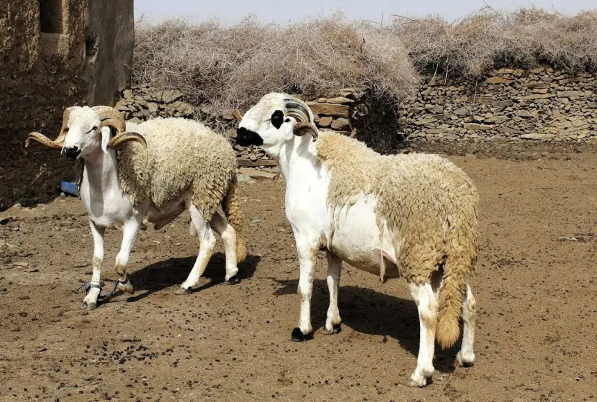 معادلة العيد المقلوبة.. وفرة العرض لا تكبح "اللهيب" وصرف الأجور مسبقاً يهدد بموجة غلاء جديدة في أسواق الأضاحي