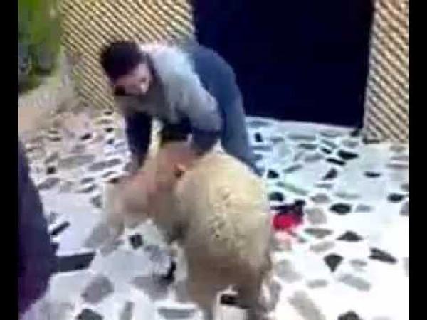 أول حادثة متعلقة بخروف العيد لهذا الموسم