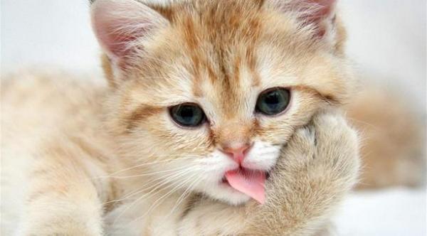 فضلات قطة تسببت بأضرار قيمتها 240 مليون دولار