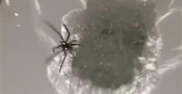 أشياء ستجبرك على تفقد مرحاضك قبل استخدامه (فيديو)