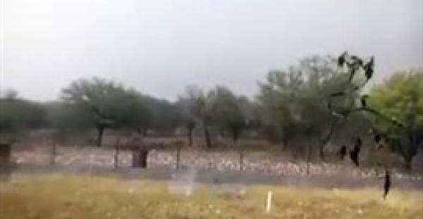 بالفيديو.. ثلوج بحجم كرة الجولف تقتل الماشية وتدمر السيارات في إسبانيا