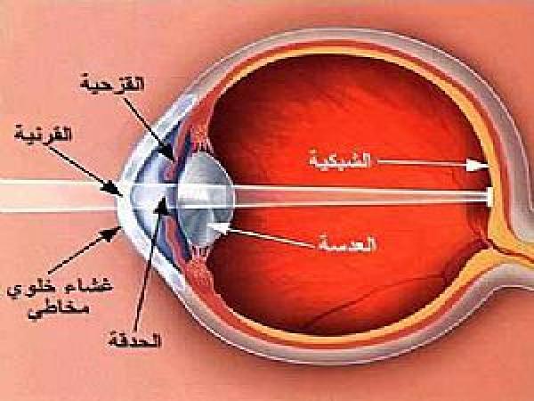 زراعة شبكية العين في المختبر لأول مرة