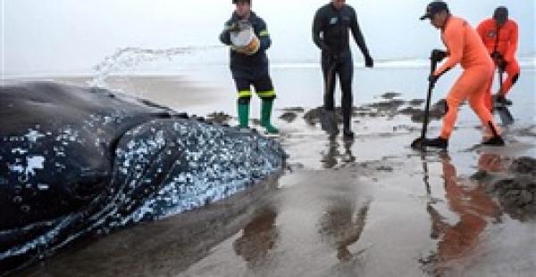 محاولة إنقاذ حوت ضخم على أحد شواطئ الأرجنتين (فيديو )