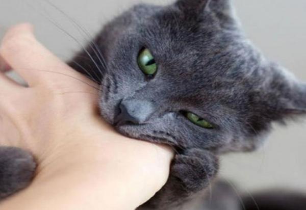 وفاة سائح بريطاني بسبب عضة قطة مغربي .. وتحذير رسمي للانجليز من حيوانات المغرب