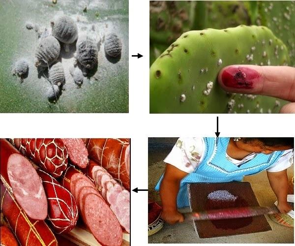 خطير ... ملايين المغاربة يستهلكون مادة ملونة مستخرجة من إحدى الحشرات دون علمهم