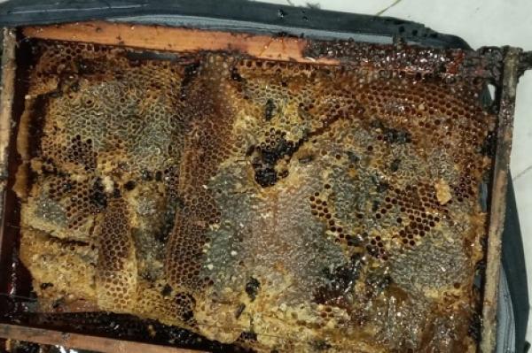 توضيحات جديدة من وزارة الفلاحة حول "انهيار طوائف النحل" بالمغرب