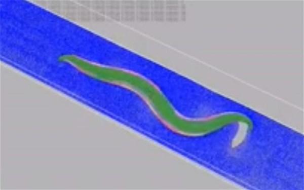بناء دودة رقمية من أول خلية الى آخر رابط عصبي