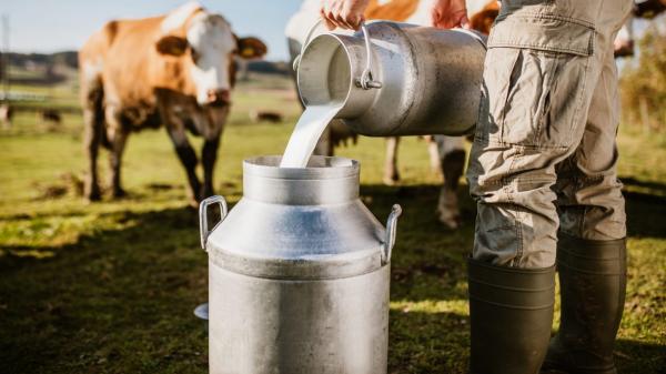 مهني يكشف لـ"أخبارنا" الأسباب الرئيسية في نقص مادة الحليب ببلادنا و يطمئن المواطنين