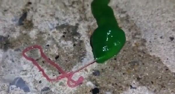 بالفيديو .. كائن غريب يظهر في ميناء «مينغو» التايواني