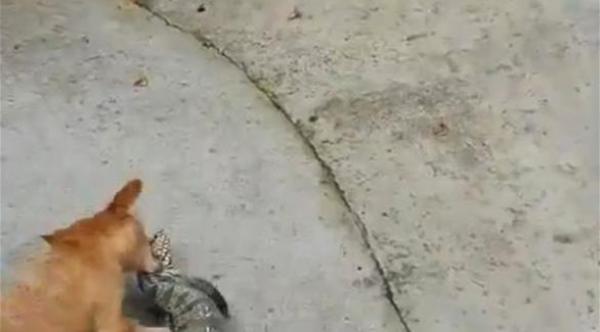 بالفيديو: عراك بين كلب وسحلية