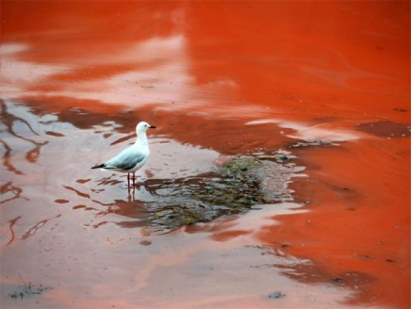 مياه بحور أستراليا تتحول إلى اللون الأحمر