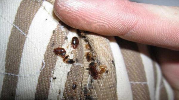 "بق الفراش" يتسبب بوفاة رجل فرنسي