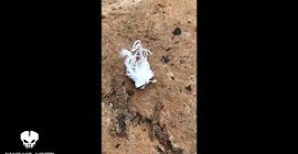 مخلوق غريب بستة أرجل يثير حيرة السكان المحليين (فيديو)