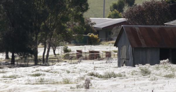 بالفيديو: آلاف العناكب تتساقط على بلدة أسترالية كالمطر