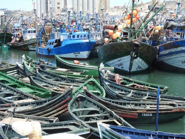 آسفي .. استئناف تدريجي لأنشطة الصيد البحري بعد ثلاثة أسابيع من التوقف