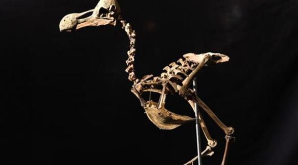 بيع هيكل عظمي لطائر بـ 400 ألف دولار بمزاد في بريطانيا