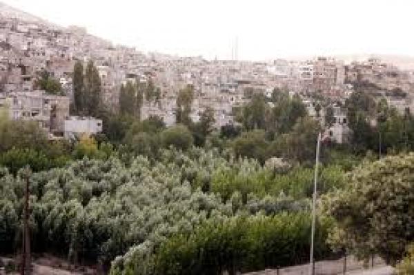 9197 هكتارا من الغابات تحولت إلى مساحات عقارية 