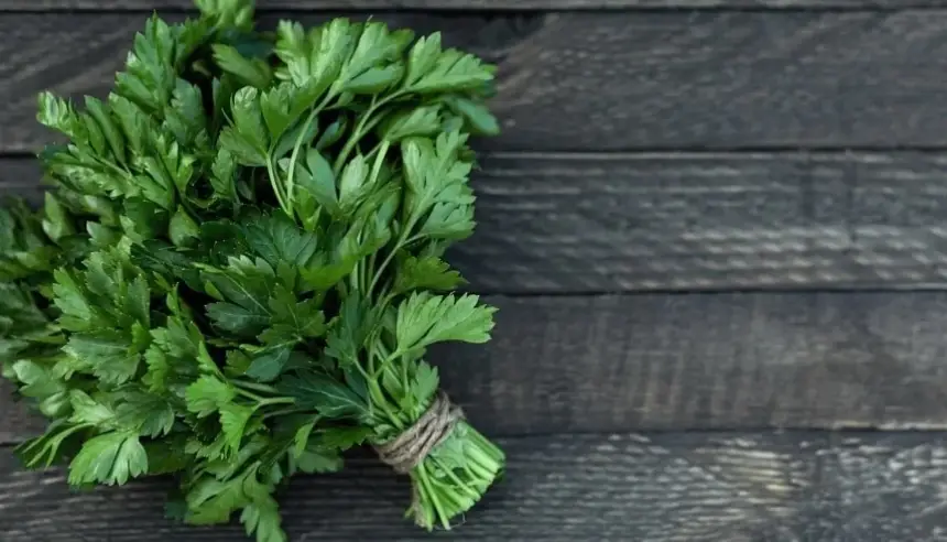 نبتة في البرية تخدع الجميع… تشبه البقدونس لكنها مميتة