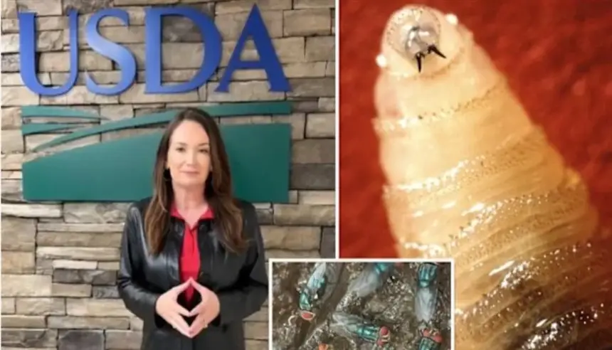 أمريكا تُطلق خطة بيولوجية للقضاء على طفيلي مدمر باستخدام ذباب عقيم