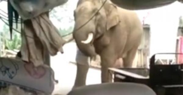 فيلان هائجان يعيثان فسادا في منزل صيني (فيديو)