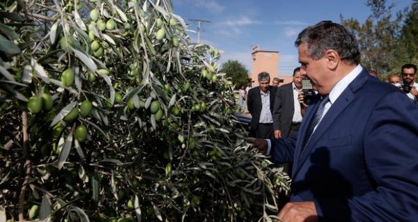 "أخنوش" يطمئن المغاربة بخصوص أمنهم الغذائي : لا صعوبة في مواصلة تموين الأسواق وتزويدها المنتظم بمختلف المواد الفلاحية