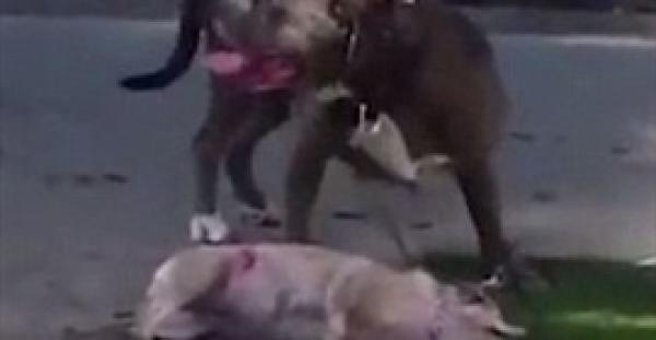 بالفيديو .. كلب بيتبول يقتل آخر وسط بكاء صاحبته