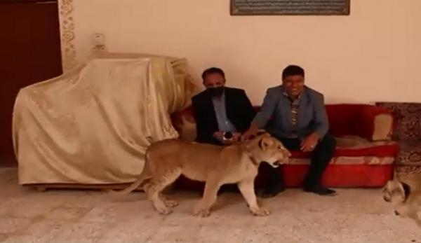 يحول فضاء منزله الى مكان لعيش اسود مفترسة(فيديو)