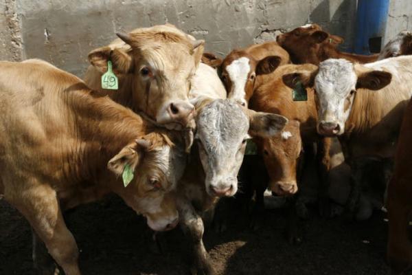 عصابات الفراقشية تدشن العام الجديد بعملية سرقة أبقار ضواحي الجديدة