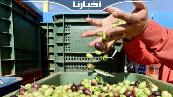 زيت الزيتون الوزانية.. وفرة في الإنتاج وارتفاع في الأسعار