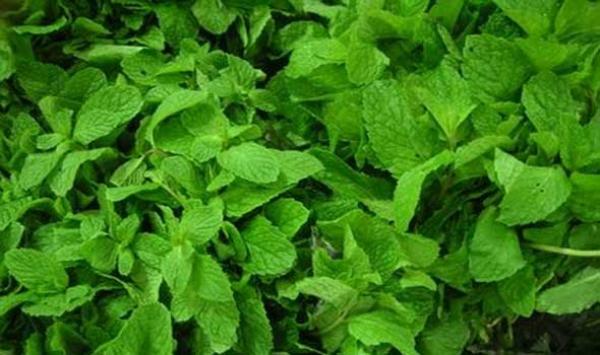 تعرف على  فوائد النعناع على صحة الجسم