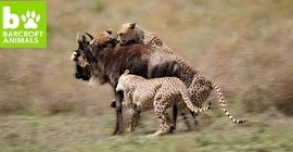 بالفيديو.. ضبع يخدع ثلاثة فهود ويسرق وليمتهم