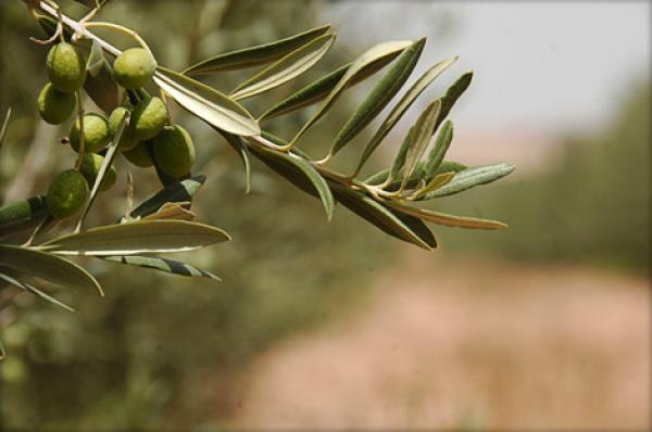 مليون زائر و50 دولة فى أكبر معرض للفلاحة بالمغرب فى إبريل