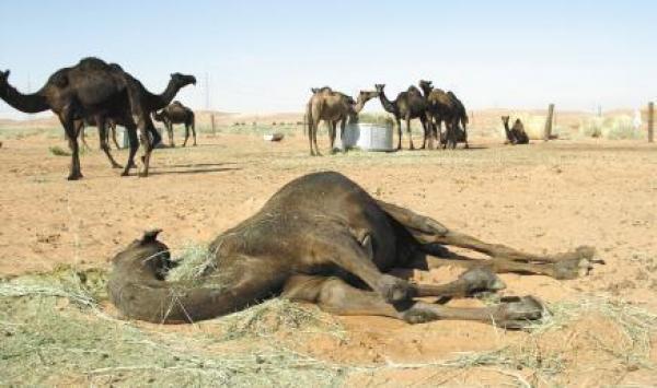 نفوق 18 رأسا من الإبل وإصابة شخصين بجروح جراء حادثة سير ببويزكارن