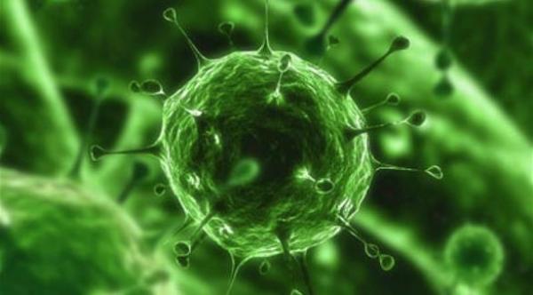 فيروس قاتل في أمريكا مصدره مزرعة للخنازير