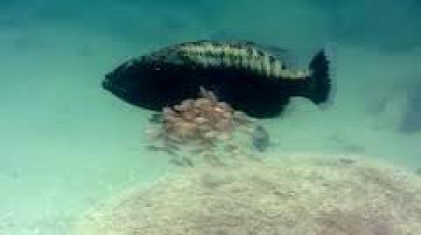 بالفيديو.. رد فعل سمكة عندما هاجمت كائنات مفترسة صغارها