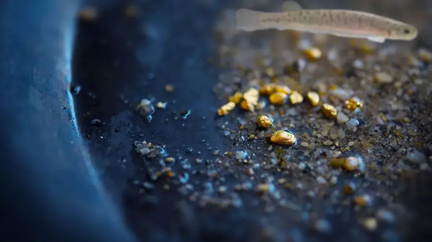 مفاجأة مذهلة.. أسماك تقود العلماء إلى كنوز مدفونة