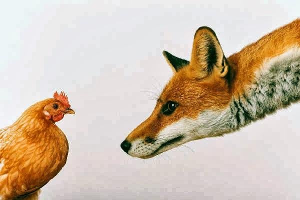 أغرب من الخيال...هجوم من دجاجات على ثعلب يتسبب في موته