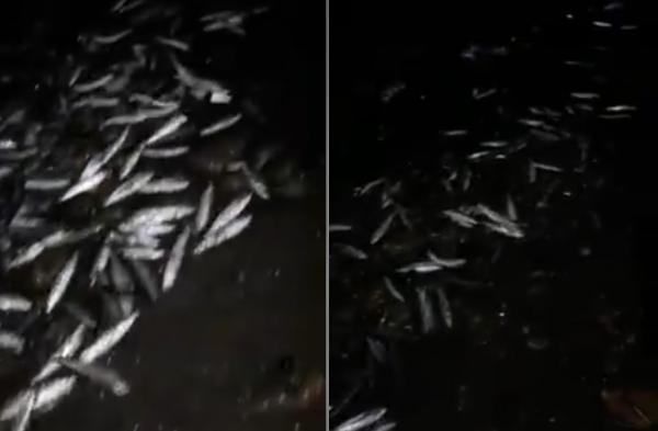 سبحان الله .. خروج السردين ليلا في شاطئ جنان نيش بساحل شفشاون