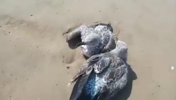 نفوق العشرات من الطيور بشاطئ المهدية والأسباب مجهولة