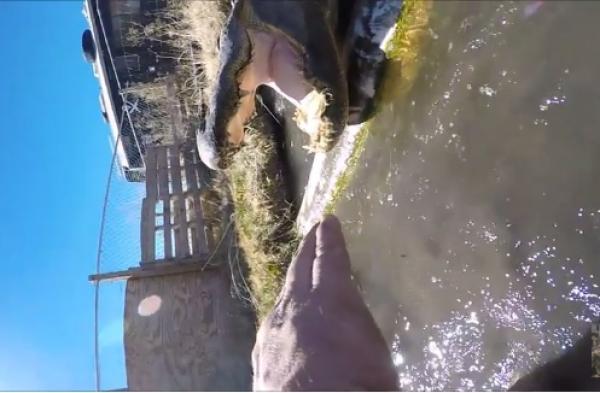 بالفيديو: أمريكي يدخل يده في فم تمساح